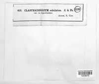 Clasterosporium subulatum image
